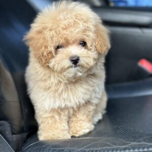 Remina Maltipoo
