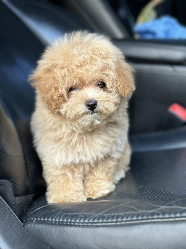 Remina Maltipoo Remina Maltipoo