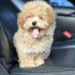 Remina-female-maltipoo-puppy-for-sale-1 (2)