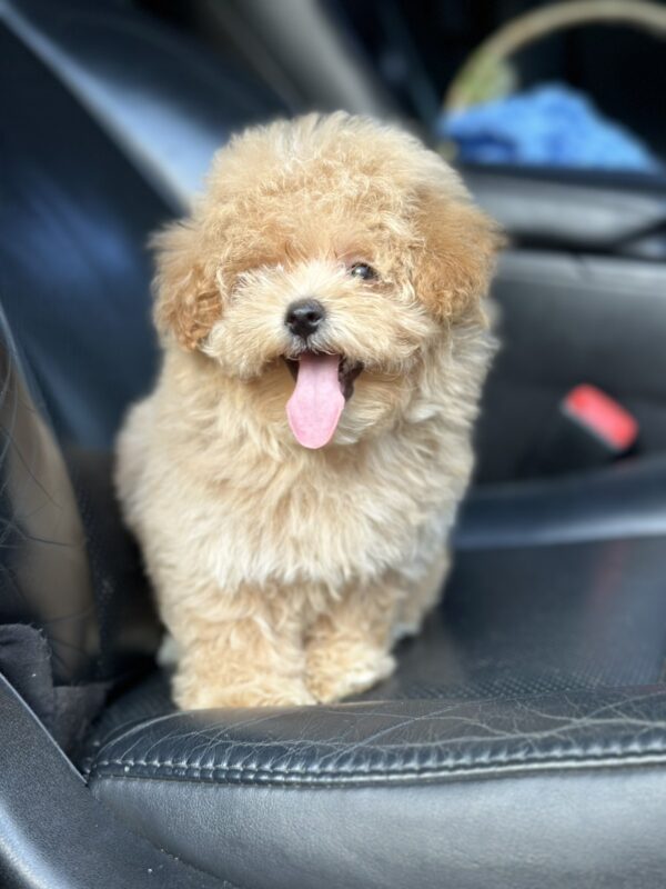 Remina Maltipoo Remina Maltipoo