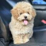 Remina-female-maltipoo-puppy-for-sale-1 (3)