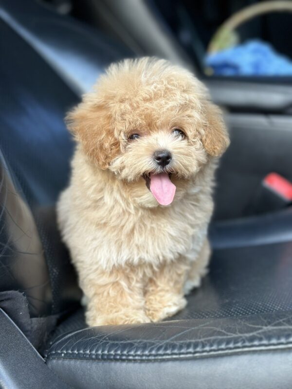 Remina Maltipoo Remina Maltipoo