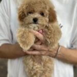 Remina-female-maltipoo-puppy-for-sale-1 (4)