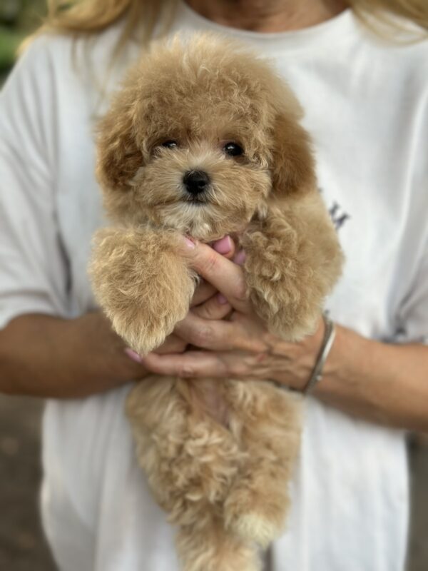 Remina Maltipoo Remina Maltipoo