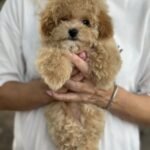 Remina-female-maltipoo-puppy-for-sale-1 (5)