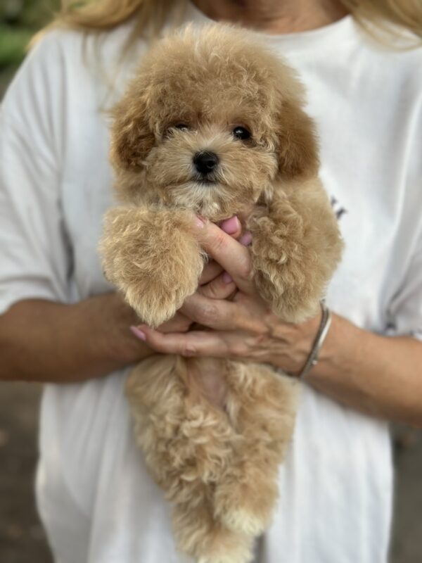 Remina Maltipoo Remina Maltipoo