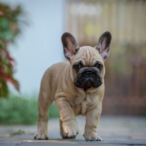 Remmy French Bulldog