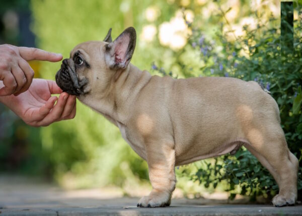 Remmy French Bulldog Remmy French Bulldog