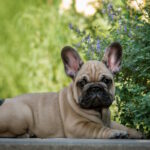 Remmy-male-french-bulldog-puppy-for-sale-1 (4)