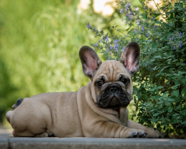 Remmy French Bulldog Remmy French Bulldog