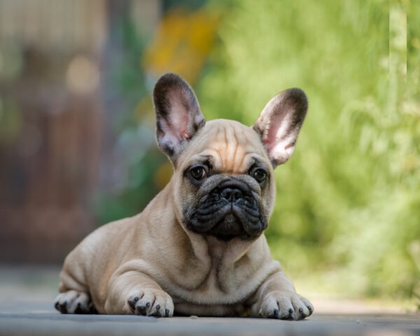 Remmy French Bulldog Remmy French Bulldog