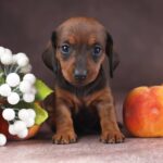 Reya-female-dachshund-puppy-for-sale-1