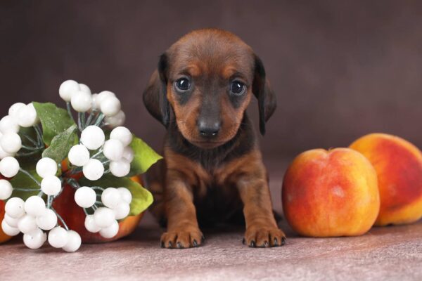 Reya Miniature Dachshund Reya Miniature Dachshund
