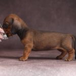 Reya-female-dachshund-puppy-for-sale-2