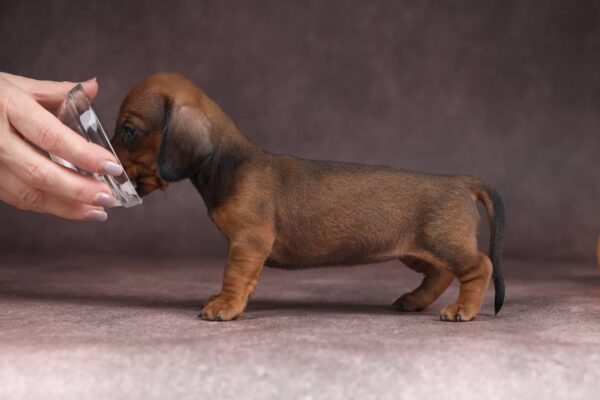 Reya Miniature Dachshund Reya Miniature Dachshund