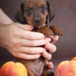 Reya-female-dachshund-puppy-for-sale-3