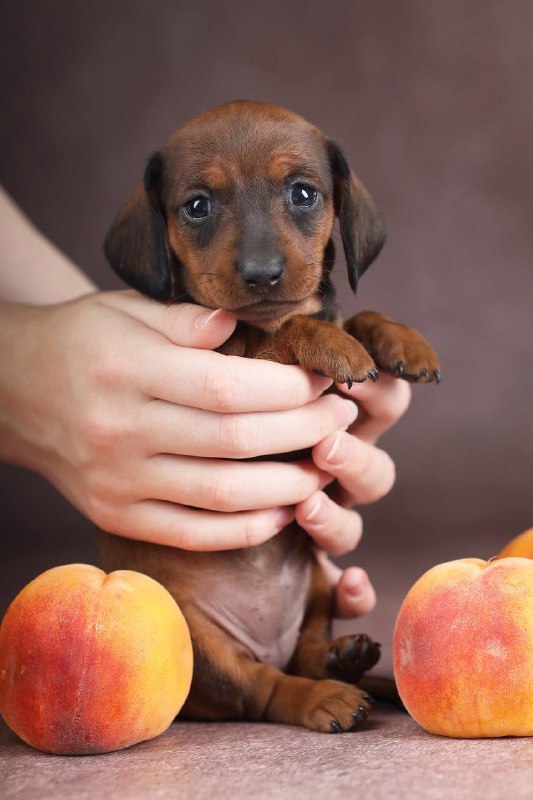 Reya Miniature Dachshund Reya Miniature Dachshund