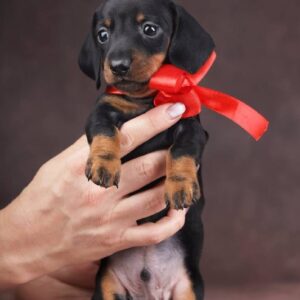 Richy Miniature Dachshund