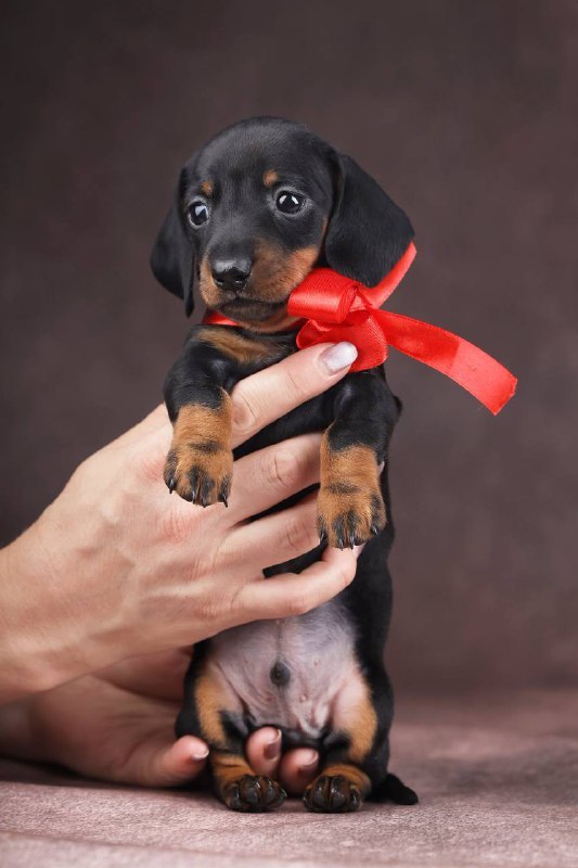 Richy Miniature Dachshund Richy Miniature Dachshund
