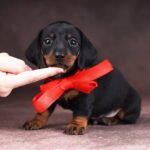 Richy-male-dachshund-puppy-for-sale-2