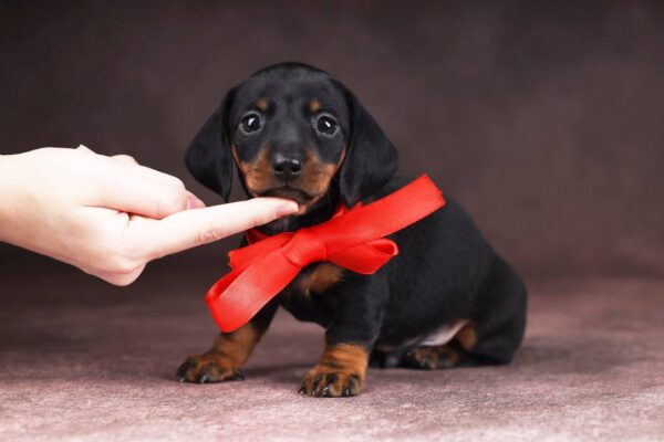 Richy Miniature Dachshund Richy Miniature Dachshund