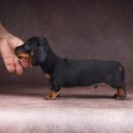 Richy-male-dachshund-puppy-for-sale-3