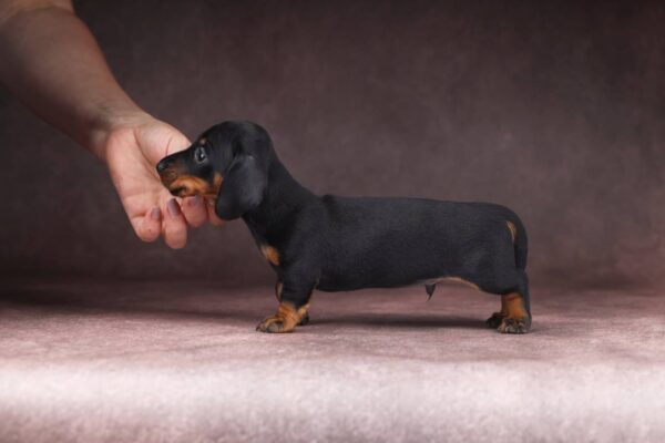 Richy Miniature Dachshund Richy Miniature Dachshund