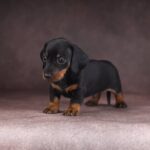 Richy-male-dachshund-puppy-for-sale-4