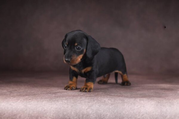 Richy Miniature Dachshund Richy Miniature Dachshund