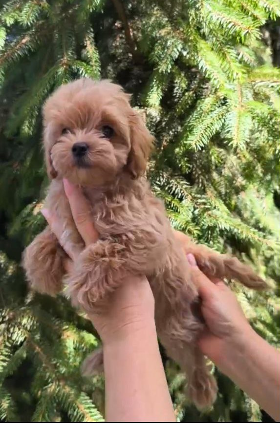 Ricks Maltipoo Ricks Maltipoo