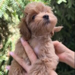 Ricks-male-maltipoo-puppy-for-sale-1 (2)
