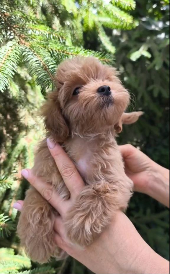 Ricks Maltipoo Ricks Maltipoo