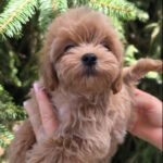 Ricks-male-maltipoo-puppy-for-sale-1 (3)
