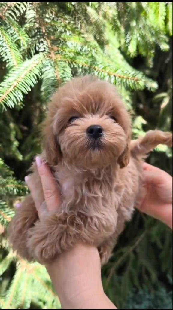 Ricks Maltipoo Ricks Maltipoo