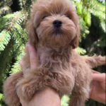 Ricks-male-maltipoo-puppy-for-sale-1 (4)