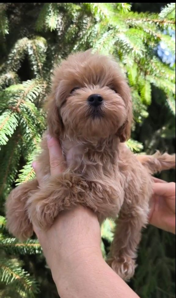 Ricks Maltipoo Ricks Maltipoo