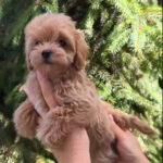 Ricks-male-maltipoo-puppy-for-sale-1 (5)