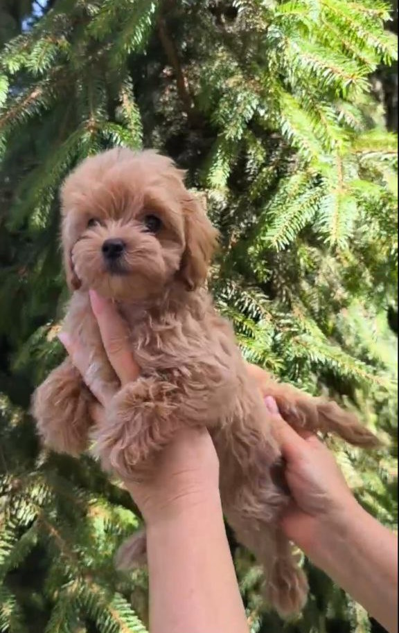 Ricks Maltipoo Ricks Maltipoo