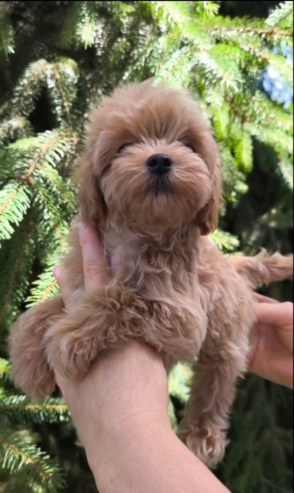 Ricks Maltipoo Ricks Maltipoo