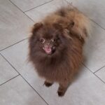 Rika-female-pomeranian-puppy-for-sale-1 (1)