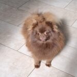 Rika-female-pomeranian-puppy-for-sale-1 (2)