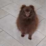 Rika-female-pomeranian-puppy-for-sale-1 (3)