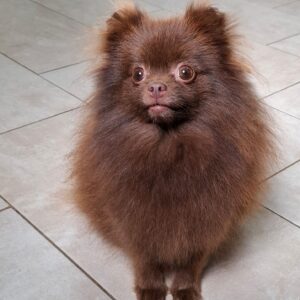 Rika Pomeranian Rika Pomeranian