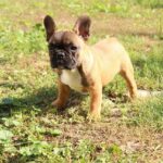 Risher-male-French-Bulldog-puppy-for-sale-1