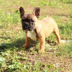 Risher French Bulldog