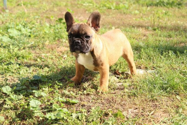 Risher French Bulldog Risher French Bulldog