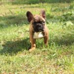 Risher-male-French-Bulldog-puppy-for-sale-2