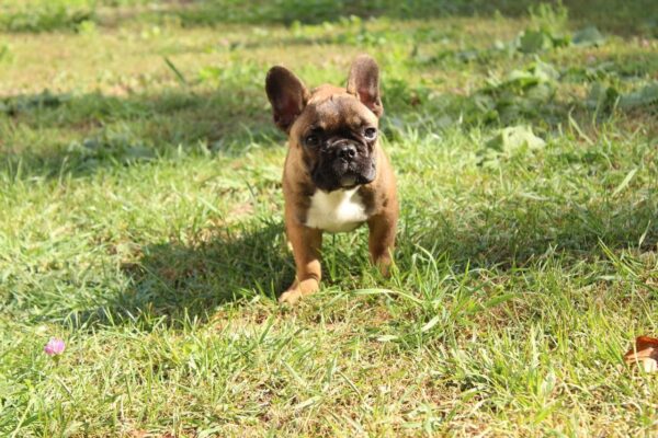 Risher French Bulldog Risher French Bulldog