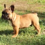 Risher-male-French-Bulldog-puppy-for-sale-4