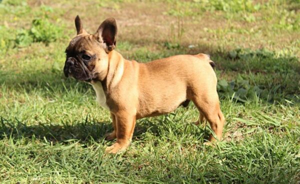 Risher French Bulldog Risher French Bulldog